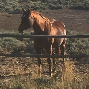 Meet your Posher, Tamara